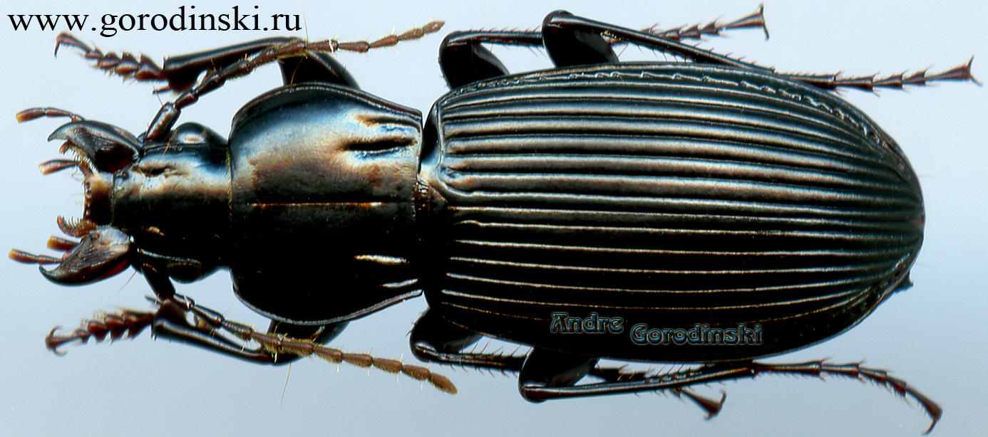 http://www.gorodinski.ru/carabidae/Pterostichus sp.3.jpg